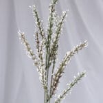 Vara follaje Genista – Amarillo - Follaje y Plantas Envios a Bogotá y toda Colombia | Dkora Colombia