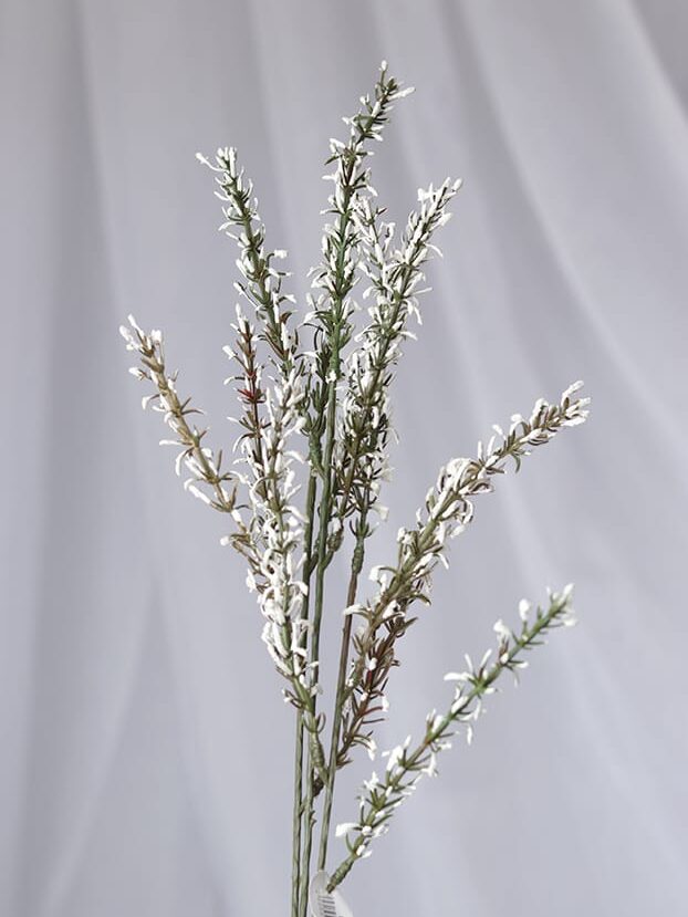 Vara follaje Genista – Blanco - Follaje y Plantas Envios a Bogotá y toda Colombia | Dkora Colombia