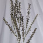 Hoja de Coche por 12 - Follaje y Plantas Envios a Bogotá y toda Colombia | Dkora Colombia