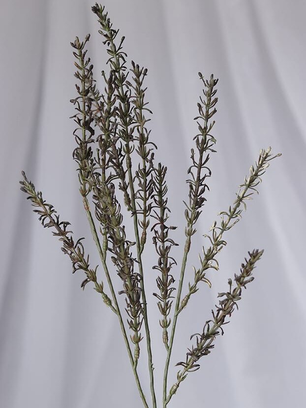 Vara follaje Genista – Café - Follaje y Plantas Envios a Bogotá y toda Colombia | Dkora Colombia