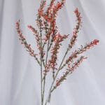 Vara follaje Genista – Café - Follaje y Plantas Envios a Bogotá y toda Colombia | Dkora Colombia