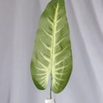 Enredadera Hoja Amoena - Follaje y Plantas Envios a Bogotá y toda Colombia | Dkora Colombia