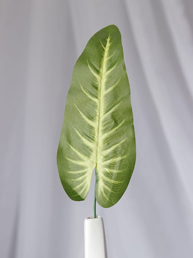 Hoja Costilla de Adán – Verde y Amarillo - Follaje y Plantas Envios a Bogotá y toda Colombia | Dkora Colombia