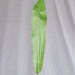 Hoja Costilla de Adán – Verde y Amarillo - Follaje y Plantas Envios a Bogotá y toda Colombia | Dkora Colombia