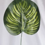 Hoja Costilla de Adán – Verde y Amarillo - Follaje y Plantas Envios a Bogotá y toda Colombia | Dkora Colombia