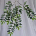 Vara de Sauce por 2 - Follaje y Plantas Envios a Bogotá y toda Colombia | Dkora Colombia