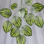 Vara de Sauce por 2 - Follaje y Plantas Envios a Bogotá y toda Colombia | Dkora Colombia