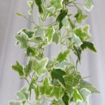 Planta Photo – Verde y Blanco - Follaje y Plantas Envios a Bogotá y toda Colombia | Dkora Colombia