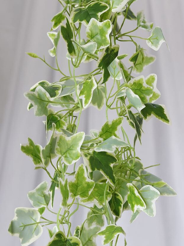 Planta Hiedra Común – Verde y Blanco - Follaje y Plantas Envios a Bogotá y toda Colombia | Dkora Colombia