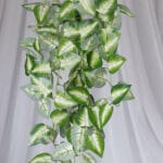 Planta Hiedra Común – Verde y Blanco - Follaje y Plantas Envios a Bogotá y toda Colombia | Dkora Colombia