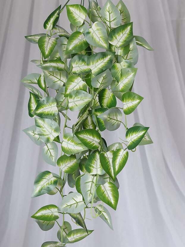 Planta Photo – Verde y Blanco - Follaje y Plantas Envios a Bogotá y toda Colombia | Dkora Colombia