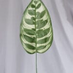 Hoja Flechera – Verde - Follaje y Plantas Envios a Bogotá y toda Colombia | Dkora Colombia