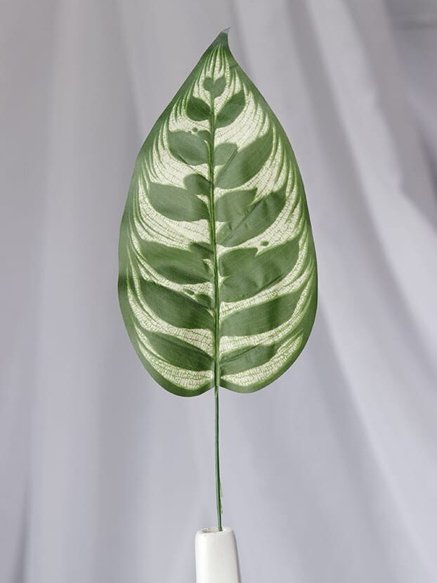 Hoja Calathea – Verde y Blanco - Follaje y Plantas Envios a Bogotá y toda Colombia | Dkora Colombia