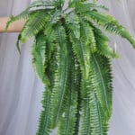 Helecho por 24 – Verde - Follaje y Plantas Envios a Bogotá y toda Colombia | Dkora Colombia