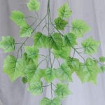 Hoja Bailarina- Verde - Follaje y Plantas Envios a Bogotá y toda Colombia | Dkora Colombia