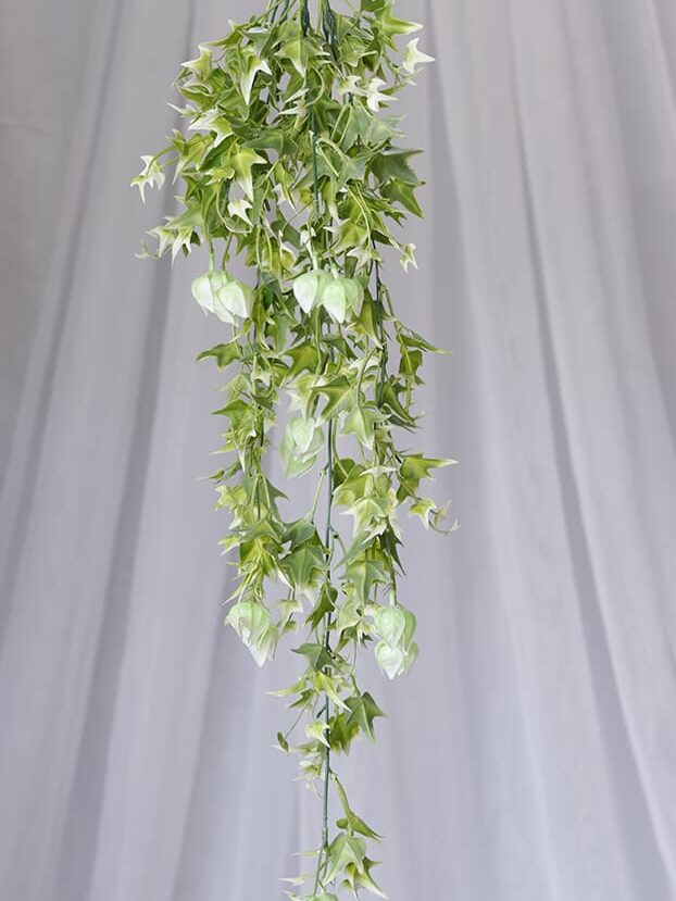 Planta Flor Verdugo – Verde y Blanco - Follaje y Plantas Envios a Bogotá y toda Colombia | Dkora Colombia