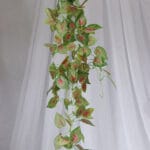 Planta Hiedra Común – Verde y Blanco - Follaje y Plantas Envios a Bogotá y toda Colombia | Dkora Colombia