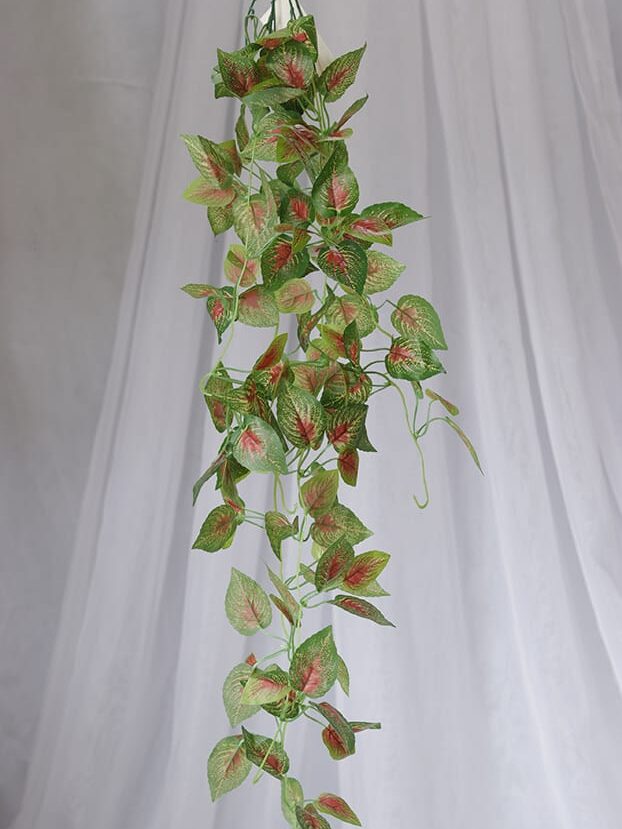 Planta Caladium Bicolor – Verde y Rojo - Follaje y Plantas Envios a Bogotá y toda Colombia | Dkora Colombia