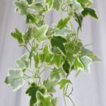 Planta Corazón de Jesús bicolor – Verde y Amarillo - Follaje y Plantas Envios a Bogotá y toda Colombia | Dkora Colombia