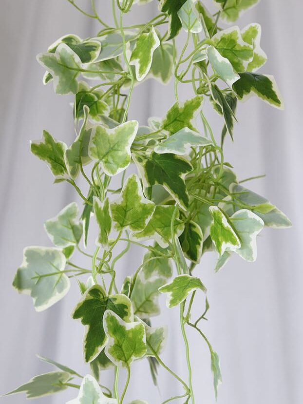 Planta Hiedra Canaria – Verde y Blanco - Follaje y Plantas Envios a Bogotá y toda Colombia | Dkora Colombia