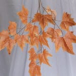 Hoja Vinífera – Gris y Naranja - Follaje y Plantas Envios a Bogotá y toda Colombia | Dkora Colombia