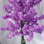 Enredadera hoja Vid Reales – Verde - Follaje y Plantas Envios a Bogotá y toda Colombia | Dkora Colombia