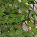 Mata por 18 - Follaje y Plantas Envios a Bogotá y toda Colombia | Dkora Colombia