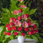 Heliconia y Orquídea - Amor y Amistad Envios a Bogotá y toda Colombia | Dkora Colombia