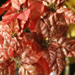 Ramo Flor de Navidad por 5 varas – Morado - Decora tu Navidad Envios a Bogotá y toda Colombia | Dkora Colombia