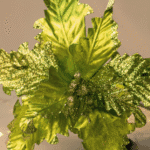 Flor de Navidad por 8 pétalos – Verde Escarchado - Decora tu Navidad Envios a Bogotá y toda Colombia | Dkora Colombia