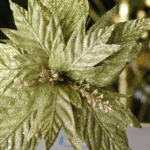 Ramo Flor de Navidad por 7 –Plata - Decora tu Navidad Envios a Bogotá y toda Colombia | Dkora Colombia