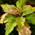 Flor de Navidad por 8 pétalos – Dorado - Decora tu Navidad Envios a Bogotá y toda Colombia | Dkora Colombia